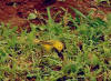 Yellow Warbler [7,1] 135mm f8
